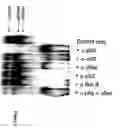 Fig. 04 - NF-kappaB oligonucleotide decoy molecules