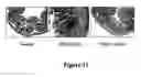Fig. 12 - NF-kappaB oligonucleotide decoy molecules