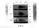 Fig. 06 - Immunostimulatory nucleic acid molecules