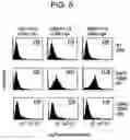 Fig. 06 - Modified polypeptides stabilized in a desired conformation and methods for producing same