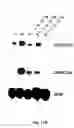 Fig. 15 - Electrical devices and anti-scarring agents