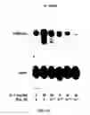 Fig. 16 - Electrical devices and anti-scarring agents