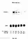 Fig. 19 - Electrical devices and anti-scarring agents
