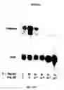 Fig. 21 - Electrical devices and anti-scarring agents