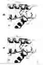 Fig. 09 - Transgenic mouse comprising a myosin heavy chain atpase loop 1 mutation