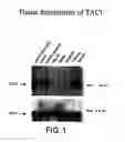 Fig. 02 - Lymphocyte surface receptor that binds caml and methods of use thereof