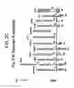 Fig. 04 - Lymphocyte surface receptor that binds caml and methods of use thereof