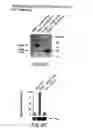 Fig. 08 - Lymphocyte surface receptor that binds caml and methods of use thereof