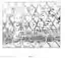 Fig. 03 - Floral organ tissue-specific expression of isopentenyl transferase