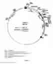 Fig. 06 - Floral organ tissue-specific expression of isopentenyl transferase