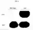 Fig. 05 - Gene controlling flowering time and method for controlling flowering time in plants using the gene