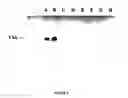 Fig. 06 - Microspore-specific promoter and method for producing hybrid plants