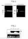 Fig. 03 - Plants having decreased dormancy period and methods producing the plants