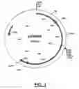 Fig. 02 - Grasses expressing H1 exhibit delayed heading and reduced inflorescenses