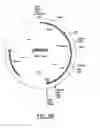 Fig. 06 - Grasses expressing H1 exhibit delayed heading and reduced inflorescenses