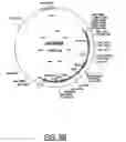 Fig. 07 - Grasses expressing H1 exhibit delayed heading and reduced inflorescenses