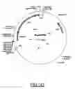 Fig. 08 - Grasses expressing H1 exhibit delayed heading and reduced inflorescenses