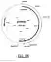 Fig. 09 - Grasses expressing H1 exhibit delayed heading and reduced inflorescenses