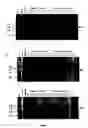 Fig. 07 - Fine mapping and application of dna markers linked to a gall midge resistance gene for marker-aided selection in rice