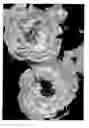 Fig. 01 - Ground cover rose plant named 'NOA97400A'