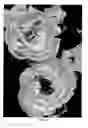 Fig. 02 - Ground cover rose plant named 'NOA97400A'