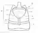 Fig. 01 - Key storing pocket for an athletic shoe
