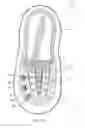 Fig. 04 - Shoe with light and sound activated manually and automatically