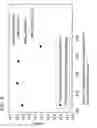 Fig. 07 - Method for compacting magnetic powder in magnetic field, and method for producing rare-earth sintered magnet