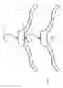 Fig. 02 - Hanger assembly and a hanger formed of such an assembly