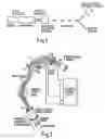 Fig. 02 - Order charge separation and order-charge type separation