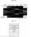 Fig. 07 - Standard sample for transmission electron microscope (TEM) elemental mapping and TEM elemetal mapping method using the same
