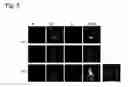 Fig. 06 - Method of full-color optical coherence tomography