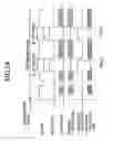 Fig. 24 - Optical recording/reproducing apparatus with APC and ACC processes