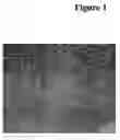 Fig. 02 - Cosmetic and pharmaceutical foam with solid matter
