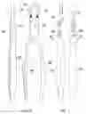 Fig. 02 - Dental pliers