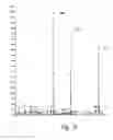 Fig. 05 - MALDI-MS analysis of nucleic acids bound to a surface