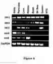 Fig. 08 - Compositions and methods of using hexokinase V