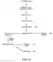 Fig. 16 - Linoleate isomerase