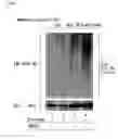 Fig. 02 - Method for screening a substance which can suppress degradation of a nuclear receptor or a substance which can promote degradation of a nuclear receptor