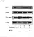 Fig. 03 - Method for screening a substance which can suppress degradation of a nuclear receptor or a substance which can promote degradation of a nuclear receptor