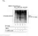 Fig. 04 - Method for screening a substance which can suppress degradation of a nuclear receptor or a substance which can promote degradation of a nuclear receptor