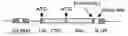 Fig. 01 - Methods for screening for proteins comprising a signal sequence