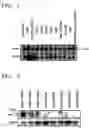 Fig. 02 - Breast cancer related protein, gene encoding the same, and method of diagnosing breast cancer using the protein and gene