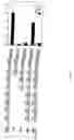 Fig. 06 - Pin1 as a marker for abnormal cell growth