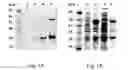 Fig. 02 - Methods for protein purification