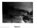 Fig. 06 - Tissue system with undifferentiated stem cells derived from corneal limbus