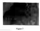 Fig. 08 - Tissue system with undifferentiated stem cells derived from corneal limbus