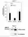 Fig. 02 - Methods and compositions for modulating adipocyte function