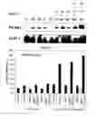 Fig. 05 - Methods and compositions for modulating adipocyte function