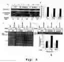 Fig. 07 - Isozyme-specific antagonists of protein kinase C